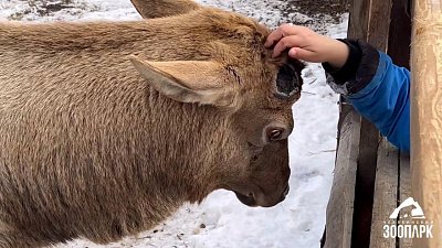 В Челябинском зоопарке марал Горыныч сбросил рога