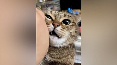 Мех и смех: никаких поцелуев, нападение и обратный ход