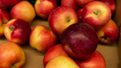 На промышленные сады в Челябинской области приходится всего 1% урожая яблок