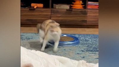 Мех и смех: бегущая тучка, собачье настроение и опасная игрушка