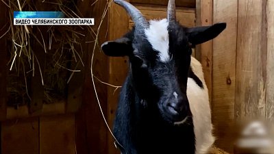В Челябинском зоопарке родились два козленка