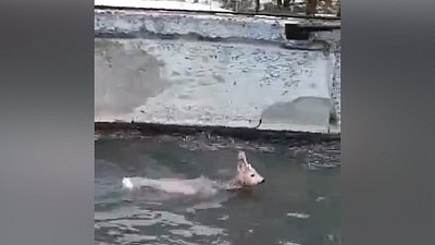 В Верхнем Уфалее косуля упала в резервуар на очистных сооружениях
