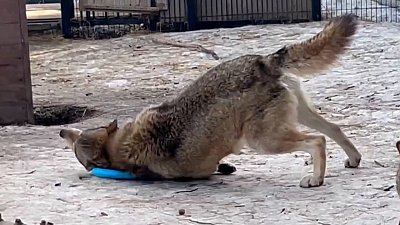 Волкам в Челябинском зоопарке подарили новые игрушки