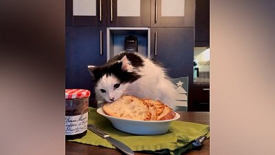 Мех и смех: кошачье кино, нетерпеливый кот и вкусный хлеб