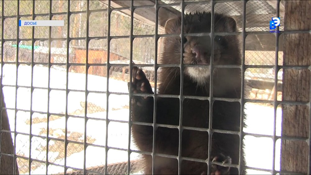 Сотрудник Ильменского заповедника номинирован на географический «Оскар»