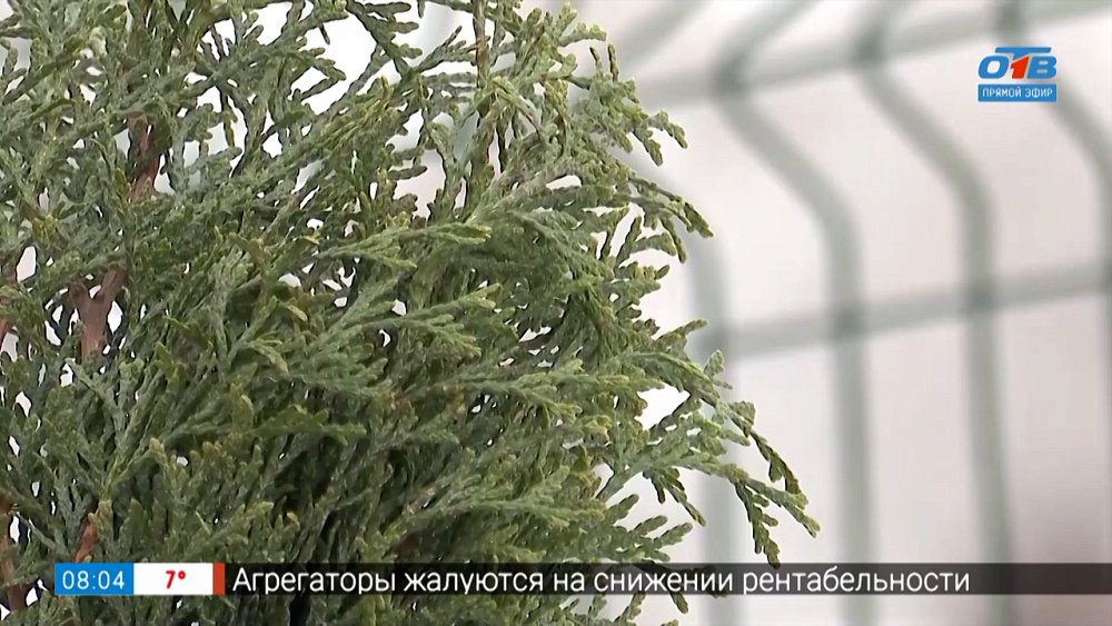 Хвойные требуют особого ухода в рубрике «Руки садовода»