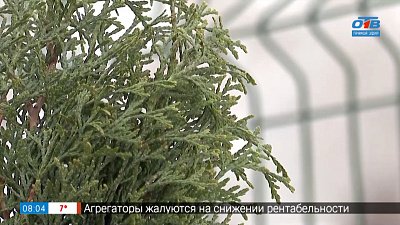 Хвойные требуют особого ухода в рубрике «Руки садовода»