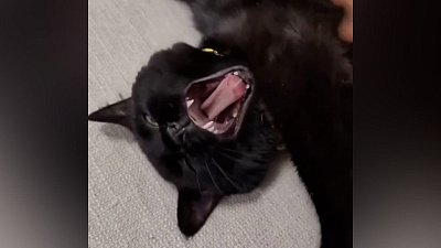 Мех и смех: охота, любовь к пылесосу и коварство хозяина