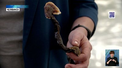 В интернете продают гриб из популярного сериала