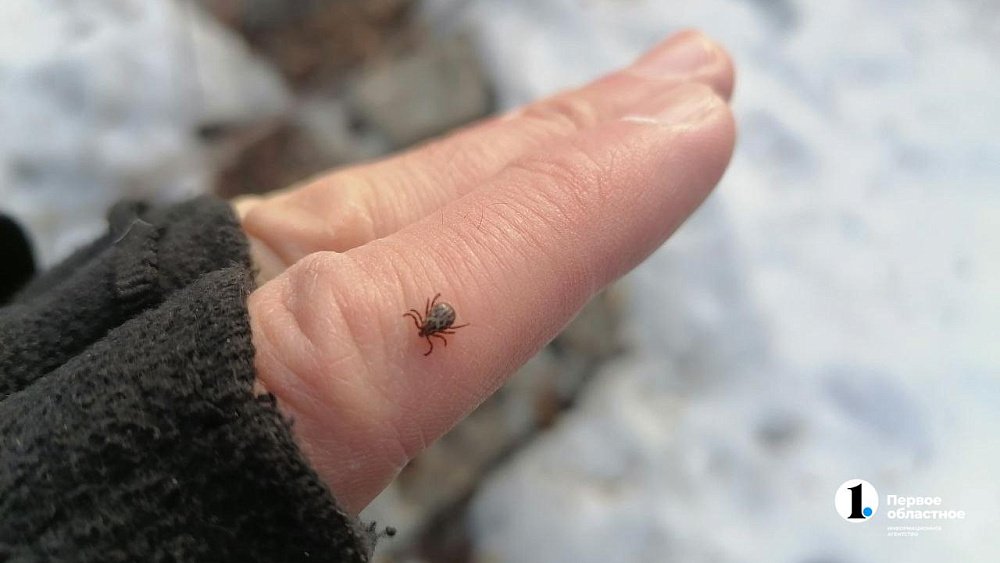Клещи проснулись в Челябинске