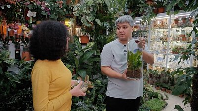 От Челябинска до Монреаля: «ЭкоЛогика» о зимних садах и ботанических раях мира