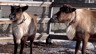 В Челябинском зоопарке переехали часть питомцев из экспозиции «Копытный ряд»