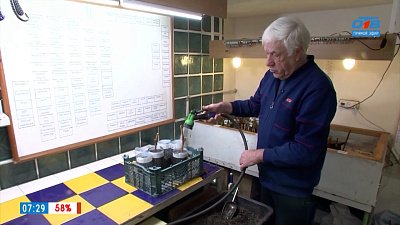 Черенкование виноградной лозы в рубрике «Руки садовода»