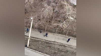 В Челябинске дети дразнят бездомных собак