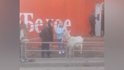 В Челябинске козла не пустили в магазин