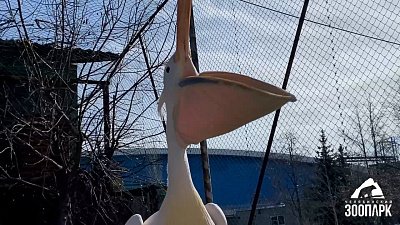 В Челябинском зоопарке пеликаны участвуют в санитарном дне