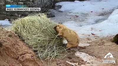 Сурки проснулись