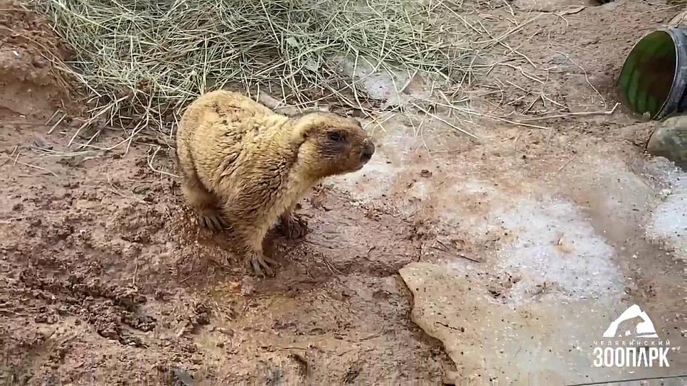 В зоопарке Челябинска проснулись сурки