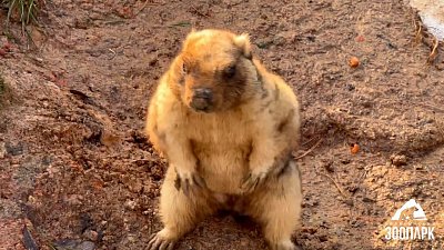 В Челябинском зоопарке проснулась сурок Соня