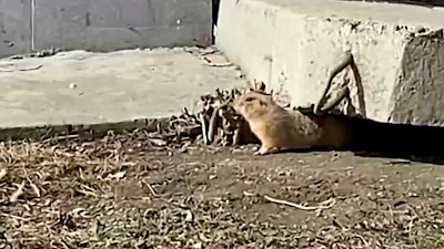 Суслик в ботаническом саду ЧелГУ в Челябинске попал на видео