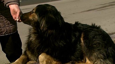 В Челябинской области запретили прикорм бездомных животных в местах общего пользования