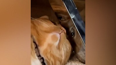 Мех и смех: кошачьи качели, «вас заметили» и странный крик