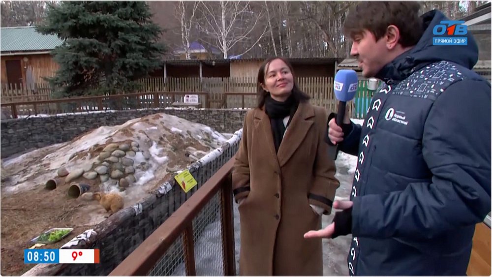 Сурки вышли из спячки — в прямом включении