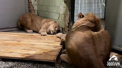 В Челябинском зоопарке впервые встретились львы