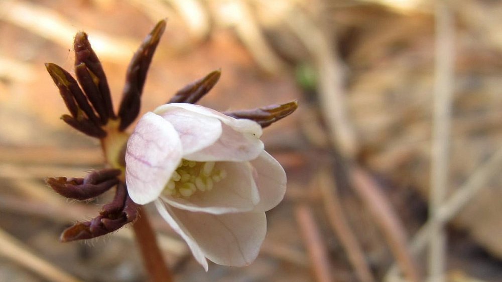 В нацпарке «Таганай» рекордно рано распустились подснежники и проснулись бабочки
