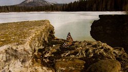 В нацпарке «Таганай» рекордно рано распустились подснежники и проснулись бабочки