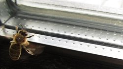 В нацпарке «Таганай» рекордно рано распустились подснежники и проснулись бабочки