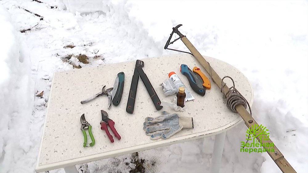 Обрезаем яблоню правильно в новом выпуске «Зеленой передачи»