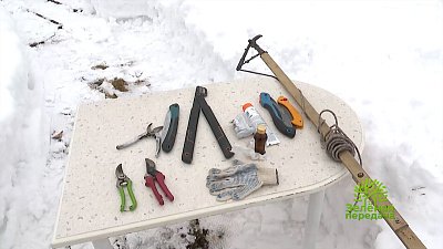 Обрезаем яблоню правильно в новом выпуске «Зеленой передачи»