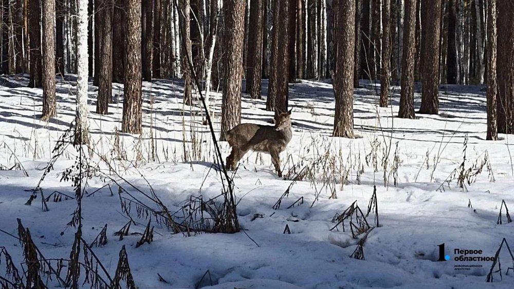 В Чебаркуле стартует суд над застрелившими 8 косуль браконьерами