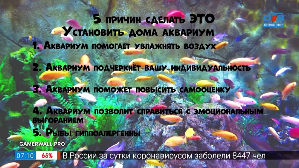 Почему стоит поставить дома аквариум в рубрике «Пять причин сделать ЭТО»