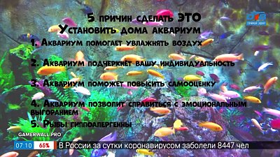 Почему стоит поставить дома аквариум в рубрике «Пять причин сделать ЭТО»