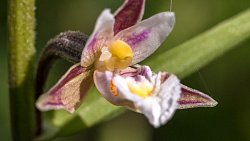 Жителей Челябинской области пригласили в экспедицию за дикими орхидеями