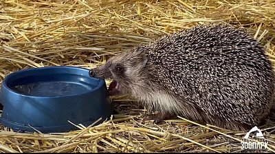 В Челябинском зоопарке ежик вышел из спячки