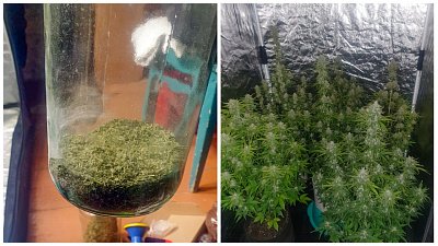 32 куста марихуаны обнаружили полицейские у жителей Кременкуля и Челябинска