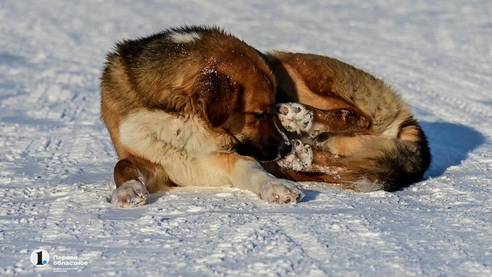 В Челябинской области озвучили штрафы за неправильное содержание домашних животных
