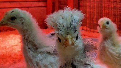 В Челябинском зоопарке вылупились цыплята