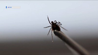 Клещи уже активны!