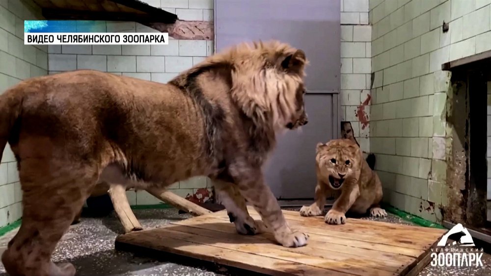 Львы впервые встретились