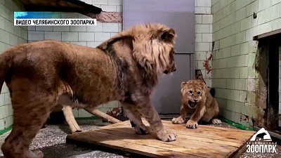 Львы впервые встретились