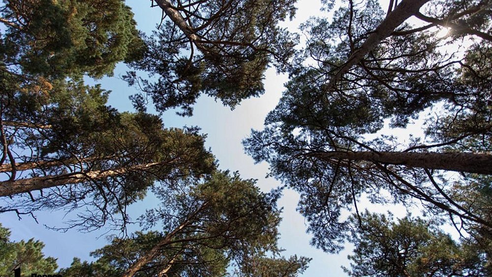 Александр Бастрыкин поручил проверить стройку в Челябинском городском бору