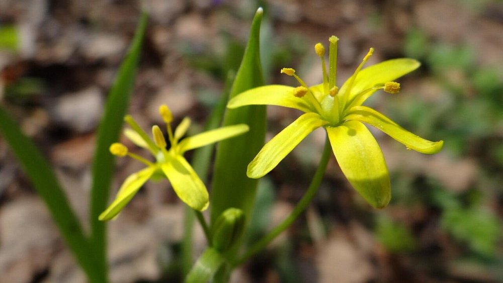 В Челябинской области расцветают тюльпаны и гусиный лук