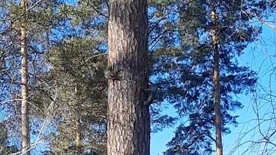 В Снежинске игры белок попали в объектив камеры