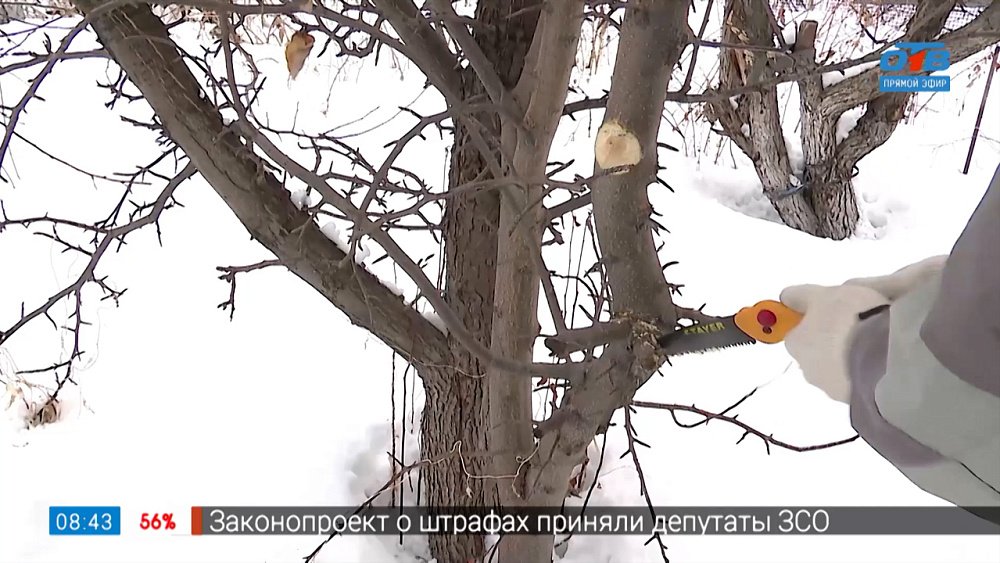 «Резать к чертовой матери!» в рубрике «Руки садовода»