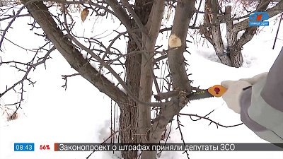 «Резать к чертовой матери!» в рубрике «Руки садовода»