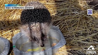 В Зоопарке из спячки вышел ещё один хищник